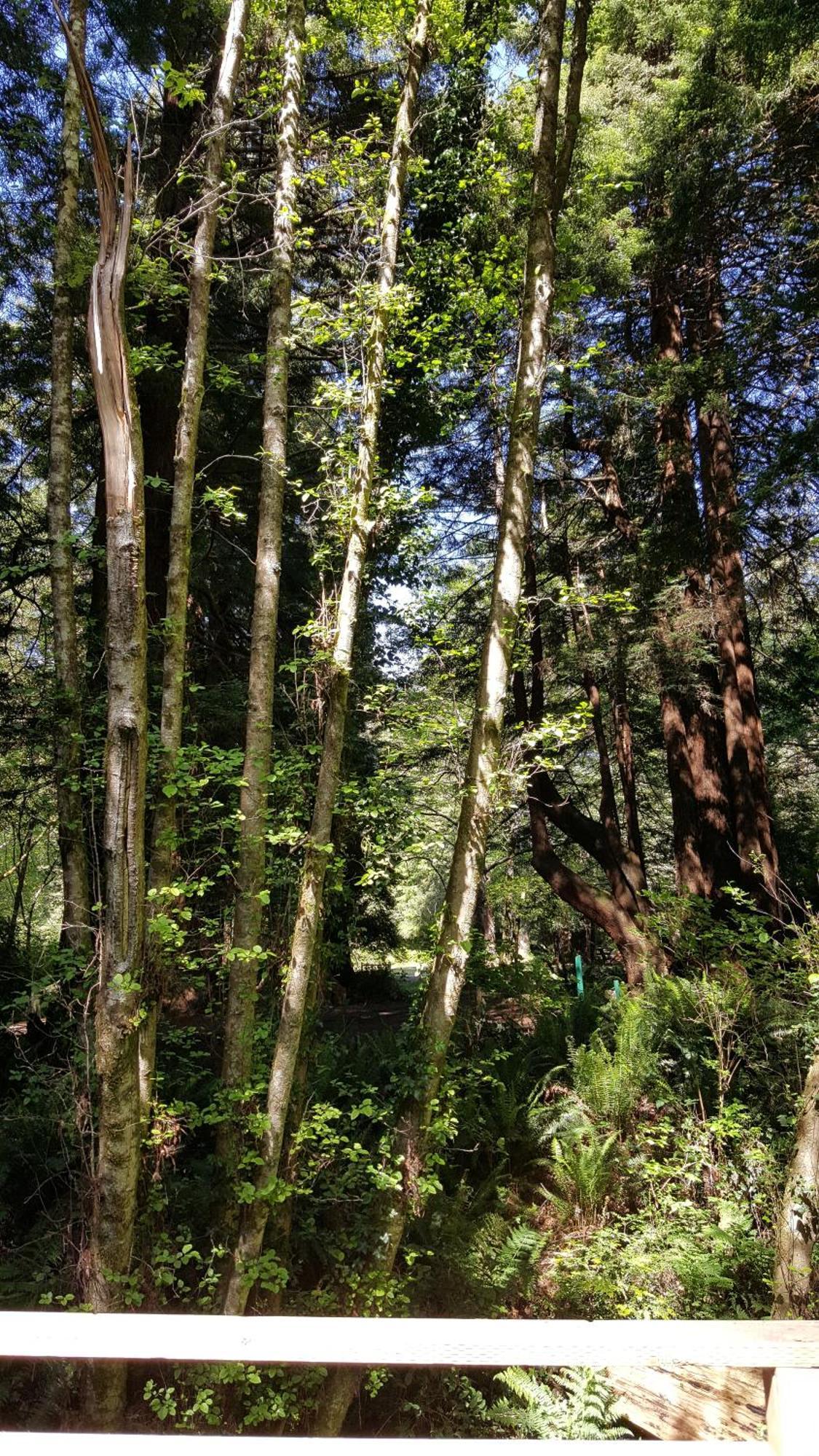 Emerald Forest Cabins Trinidad Habitación foto